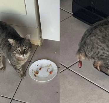 Appel aux dons pour sauver ce chat errant