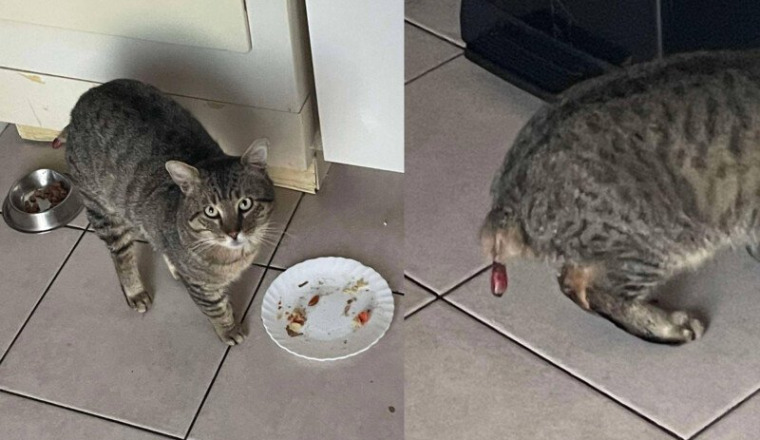 Appel aux dons pour sauver ce chat errant