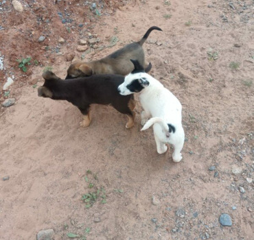 Vaccins et Stérilisation chiots Temara