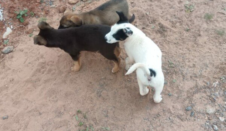 Vaccins et Stérilisation chiots Temara