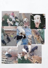 Image justificative de la cagnotte