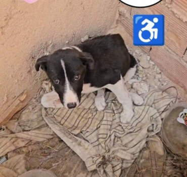 SAUVETAGE D'ANIMAUX SOS