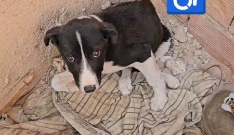 SAUVETAGE D'ANIMAUX SOS