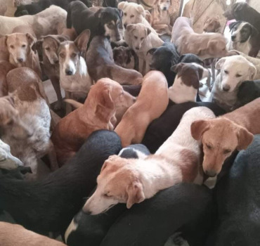 Nourriture pour les chiens