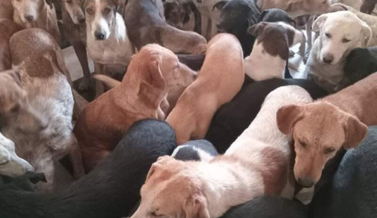 Nourriture pour les chiens