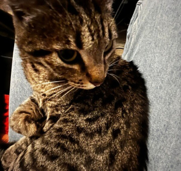 Aidez nous à prendre soin de Simba