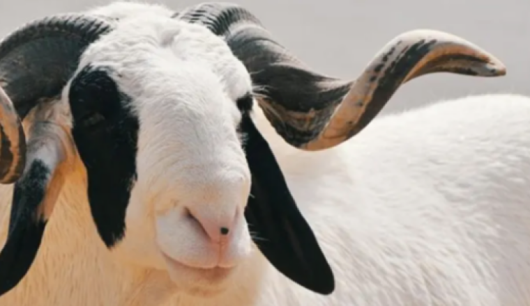 Achetez et faites sacrifier votre mouton au Bénin