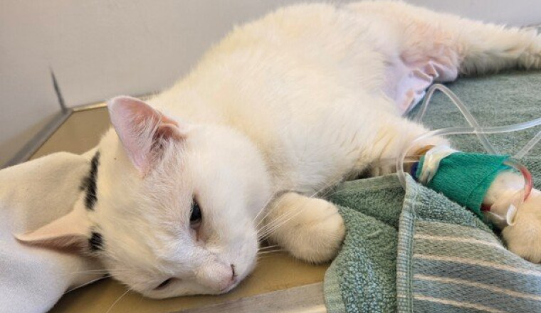 Sauvez mon pitch ( chat)