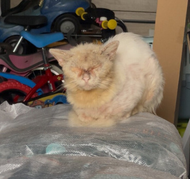 Chat mal en point