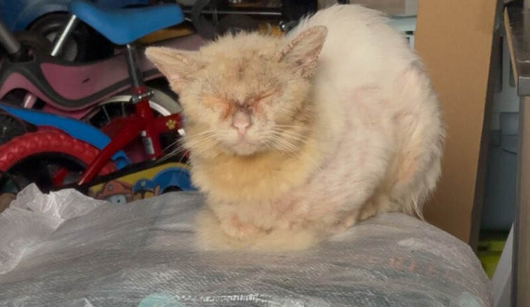 Chat mal en point