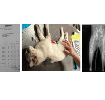 aidez nous SVP à soigner ce jeune chat accidenté