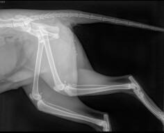 Image justificative de la cagnotte