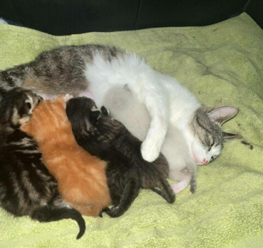 Pour la cat’s family