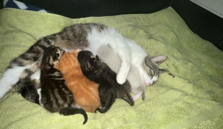 Pour la cat’s family