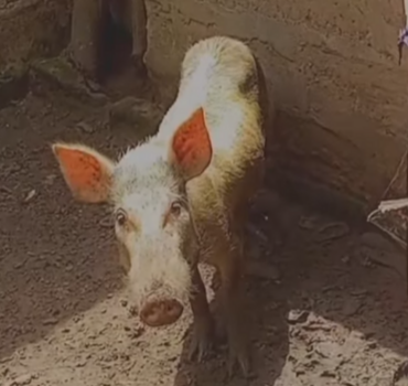 Aidez Romain et Rosie, le cochon qu’il a sauvé ❤️