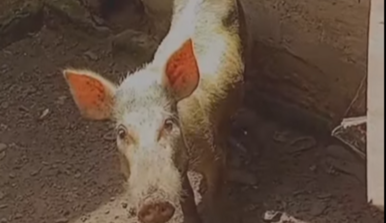 Aidez Romain et Rosie, le cochon qu’il a sauvé ❤️