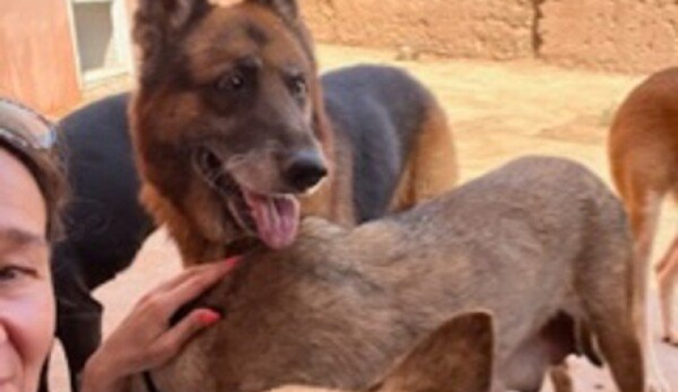 1 an du refuge Moroccan Dog Rescue