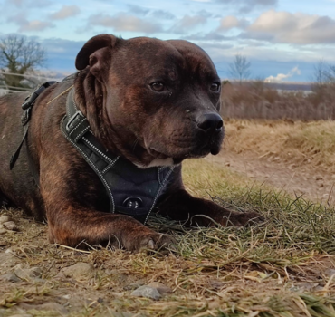 Sauvons Rio 🐶 – Notre chien a besoin de vous pour