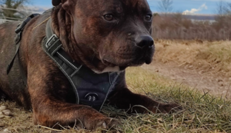 Sauvons Rio 🐶 – Notre chien a besoin de vous pour