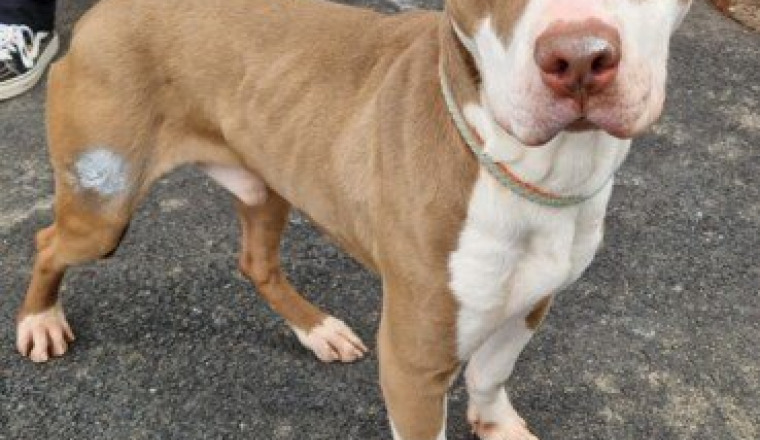 Appel aux dons pour chiens en danger d euthanasie