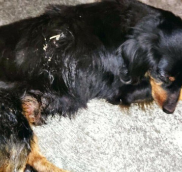 Solidarité pour un petit chien blessé sans famille
