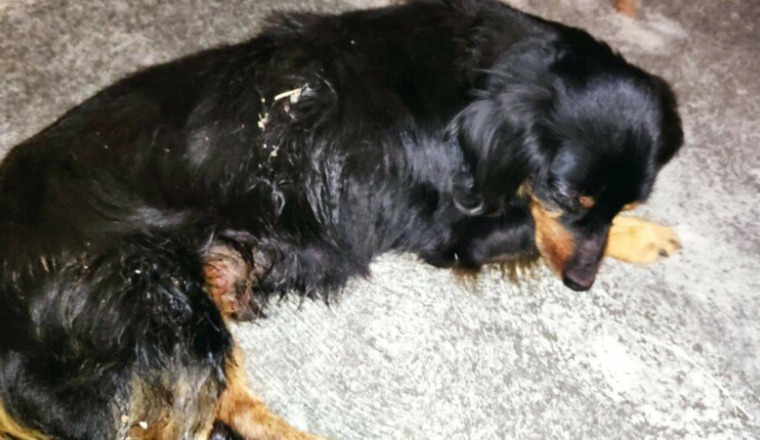 Solidarité pour un petit chien blessé sans famille