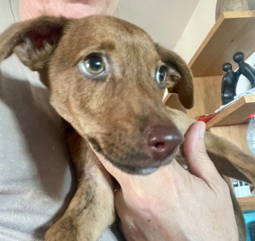 Urgence chiot double fracture