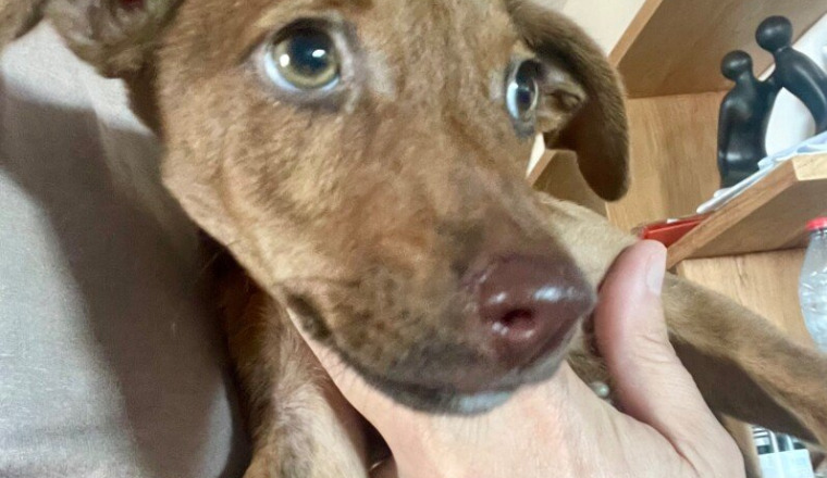 Urgence chiot double fracture
