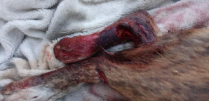 Image justificative de la cagnotte