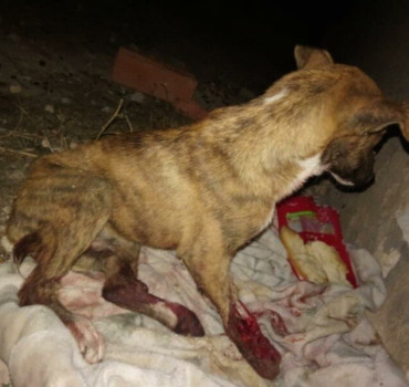 Soins patte abîmée