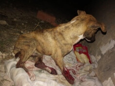 Image justificative de la cagnotte