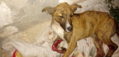 Image justificative de la cagnotte