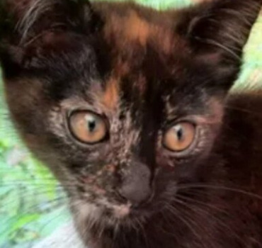 Opération pour sauver Nina