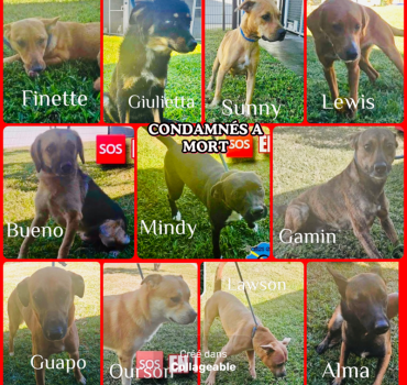 11 CHIENS EN EUTHANASIE FOURRIERE 21.05 La Reunion