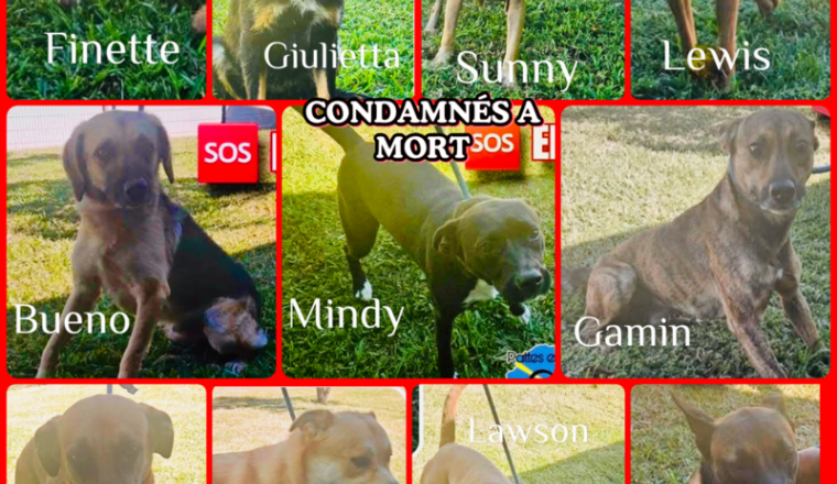 11 CHIENS EN EUTHANASIE FOURRIERE 21.05 La Reunion