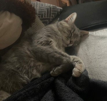🐾De nouvelles pattes pour Scarlette🐾