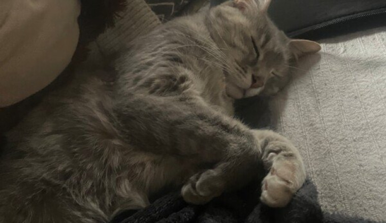 🐾De nouvelles pattes pour Scarlette🐾