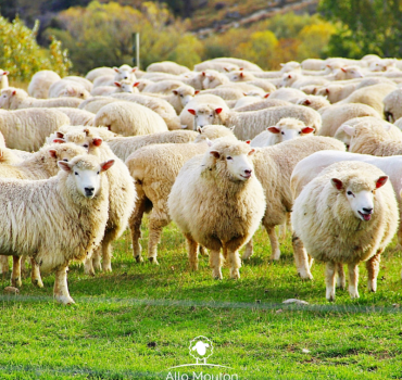 Un mouton pour l’Aid