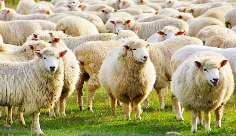 Un mouton pour l’Aid