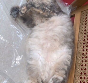 Minette