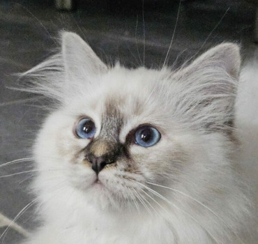 Annif Noémie 🐈