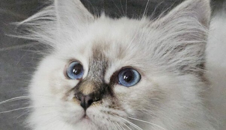Annif Noémie 🐈