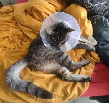 Aidez nous à soigner une chatonne perdue