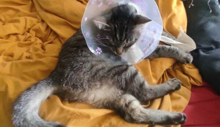 Aidez nous à soigner une chatonne perdue