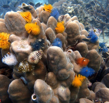 Reef Quest  to grow and rebuild coral reef