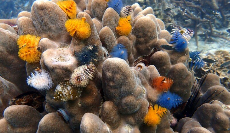 Reef Quest  to grow and rebuild coral reef