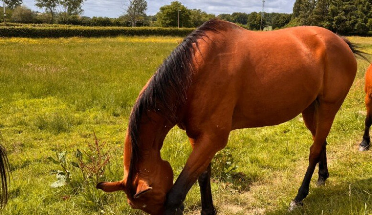 Une nouvelle chance pour Tirani de Lathus