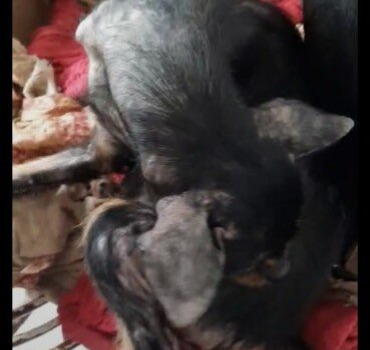 SAUVETAGES CHIENS CHIOTS