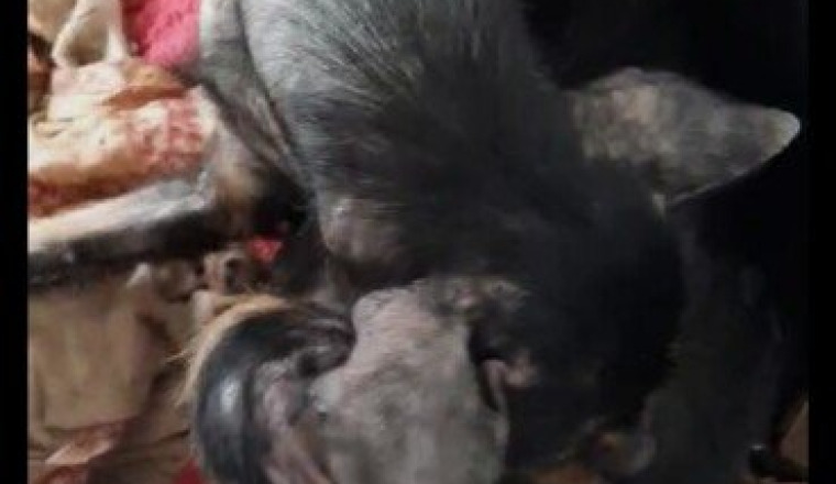 SAUVETAGES CHIENS CHIOTS