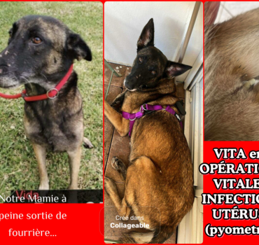 OPÉRATION VITALE pour MAMIE VITA